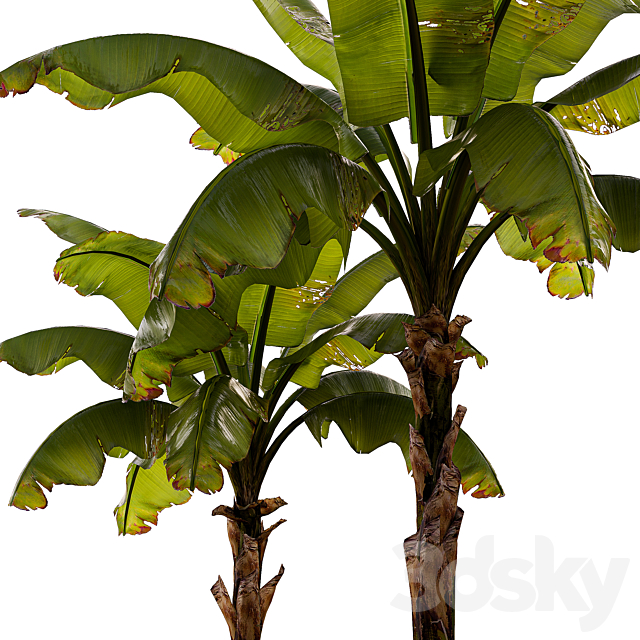 banana palm 3DS Max Model - thumbnail 4