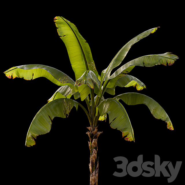 banana palm 3DS Max Model - thumbnail 5