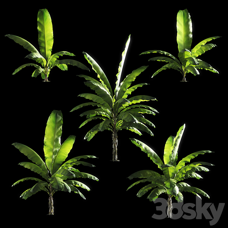 Banana palm tree Set of 5 models 3DS Max - thumbnail 2