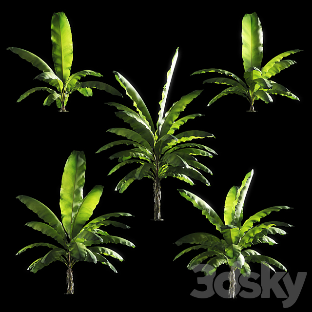 Banana palm tree Set of 5 models 3ds Max - thumbnail 2