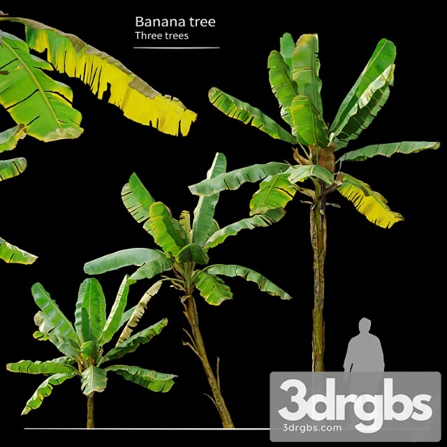 Banana Tree 6 3dsmax Download - thumbnail 1