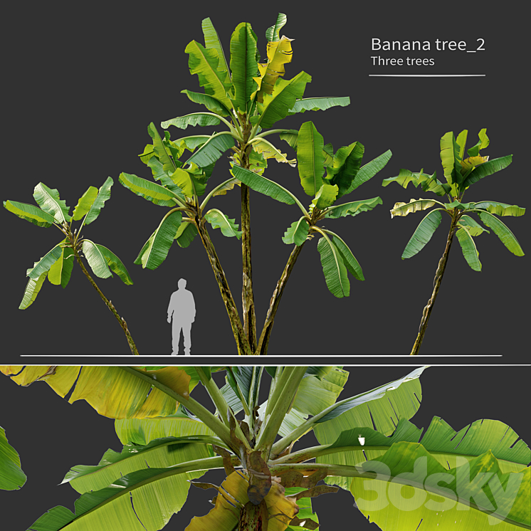 Banana tree_02 3DS Max - thumbnail 1