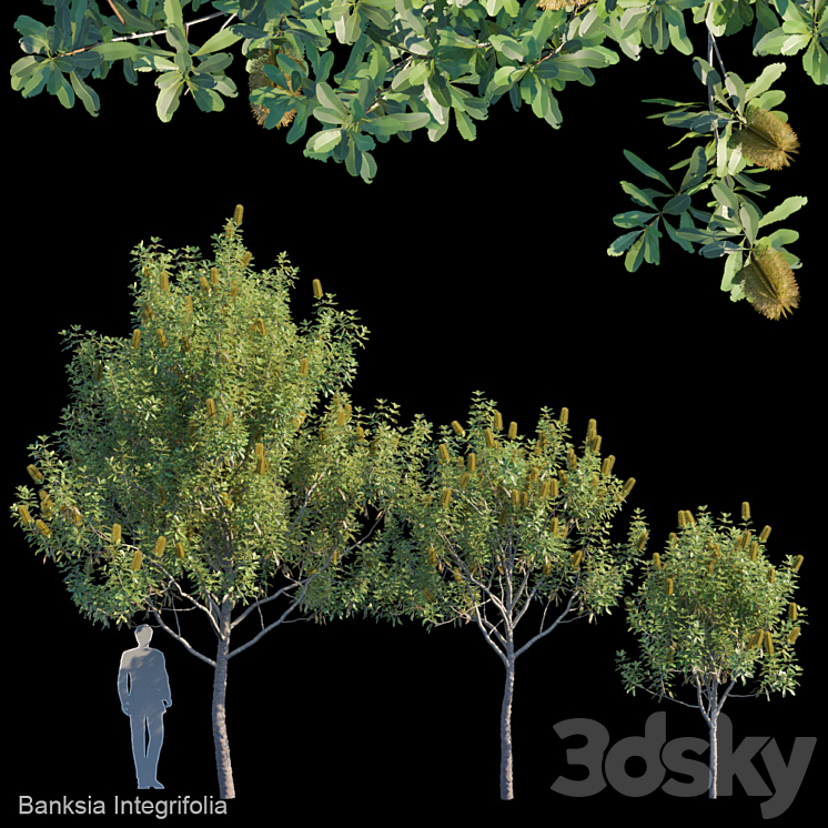 Banksia Integrifolia 3DS Max - thumbnail 1