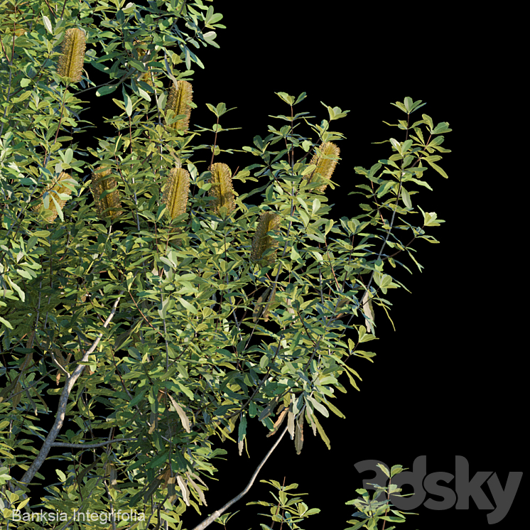 Banksia Integrifolia 3DS Max - thumbnail 2