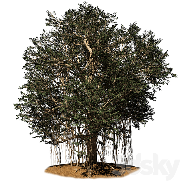 banyan tree 3DSMax File - thumbnail 1