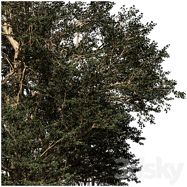 banyan tree 3dsMax Model - thumbnail 2