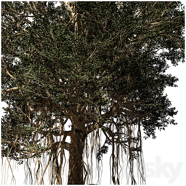 banyan tree 3dsMax Model - thumbnail 3