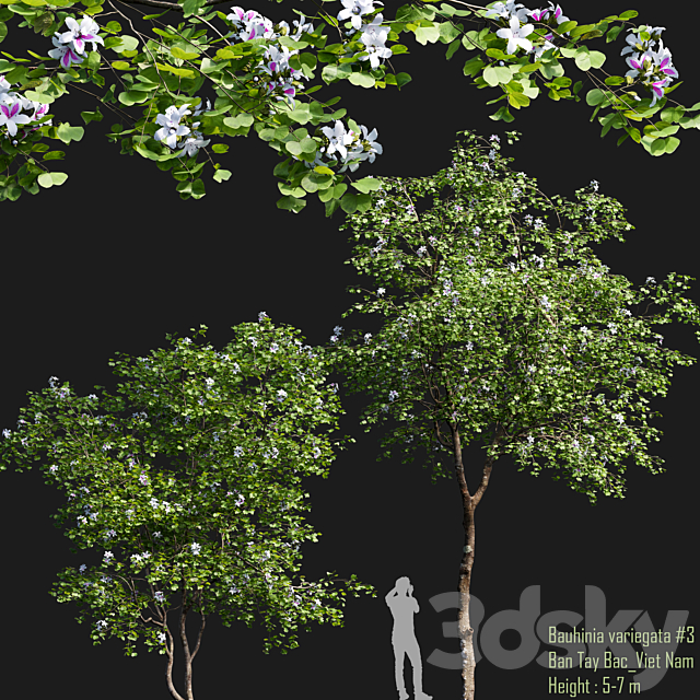 Bauhinia variegata # 1 3ds Max - thumbnail 1