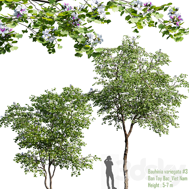 Bauhinia variegata # 1 3ds Max - thumbnail 2