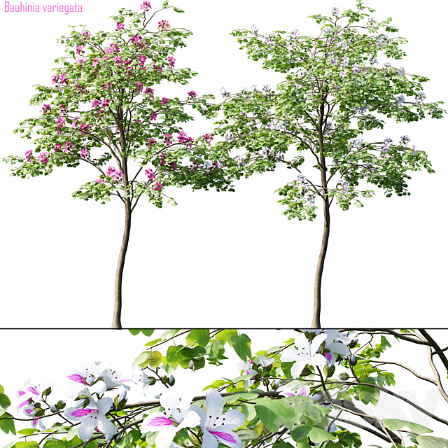 Bauhinia variegata # 1 3ds Max - thumbnail 1