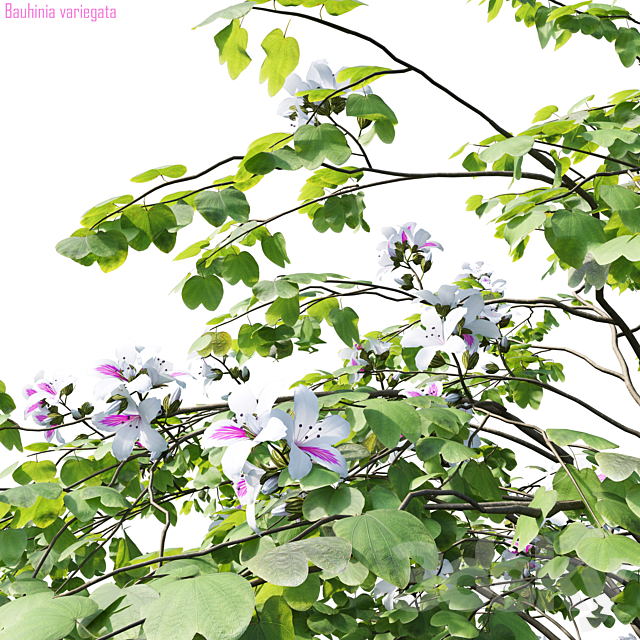 Bauhinia variegata # 1 3ds Max - thumbnail 2