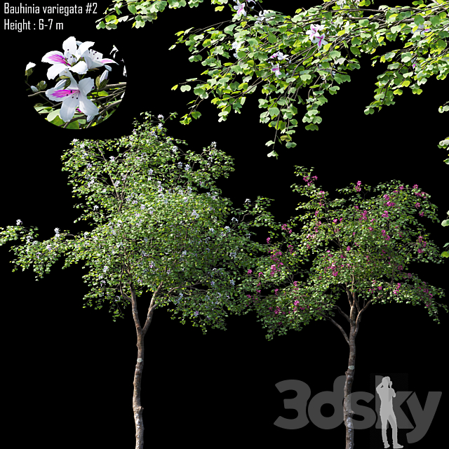 Bauhinia variegata # 2 3ds Max - thumbnail 1