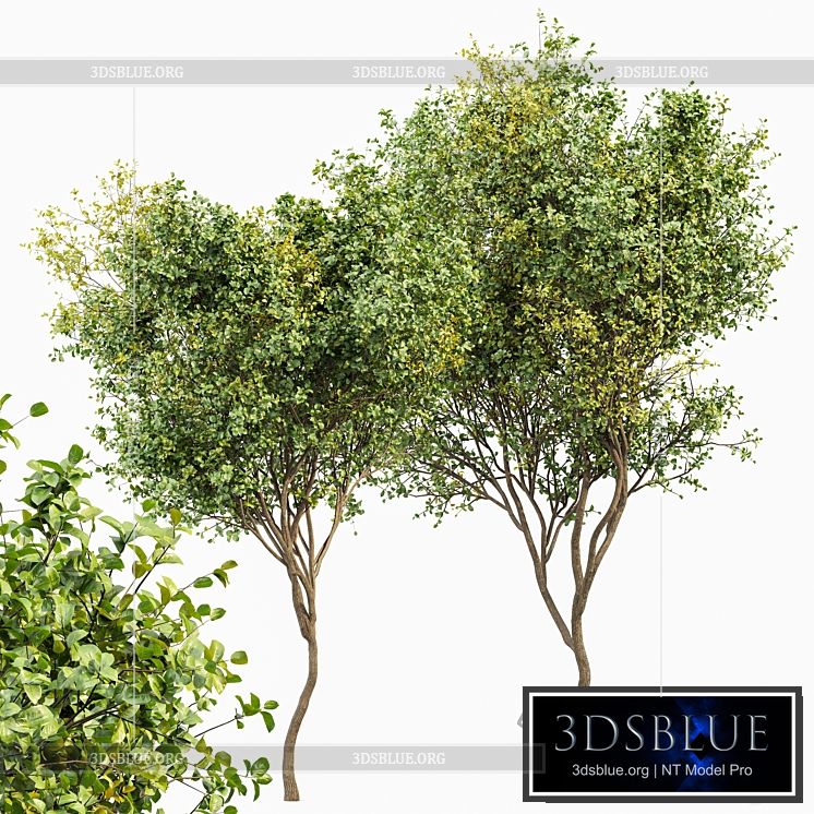 Beautiful 2Trees Bush Leaf 3DS Max - thumbnail 3