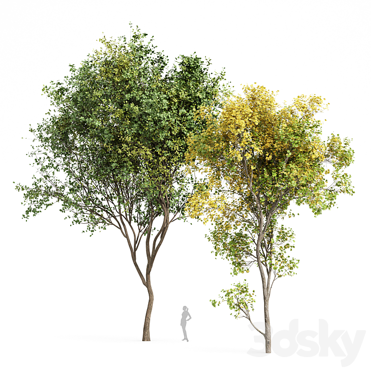 Beautiful Real Tree Acer Saccharinum Summer-Fall and Bush Leaf 3DS Max Model - thumbnail 3