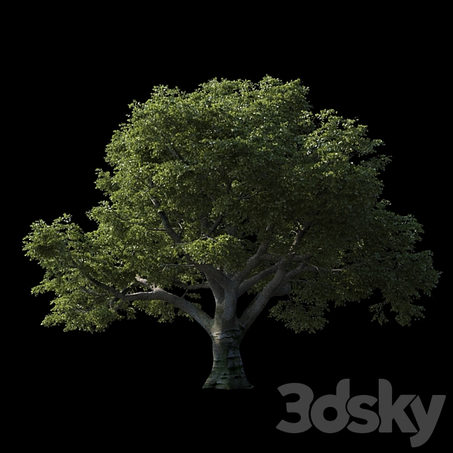 Beech great Razlog 3DS Max Model - thumbnail 2