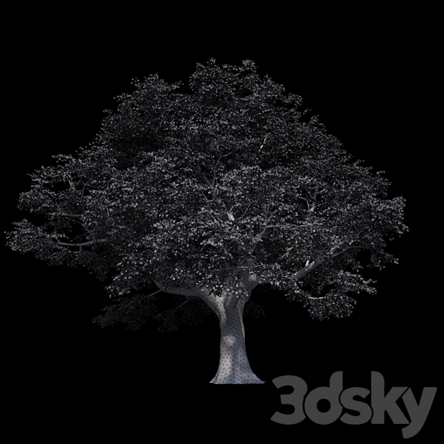 Beech great Razlog 3DS Max Model - thumbnail 3