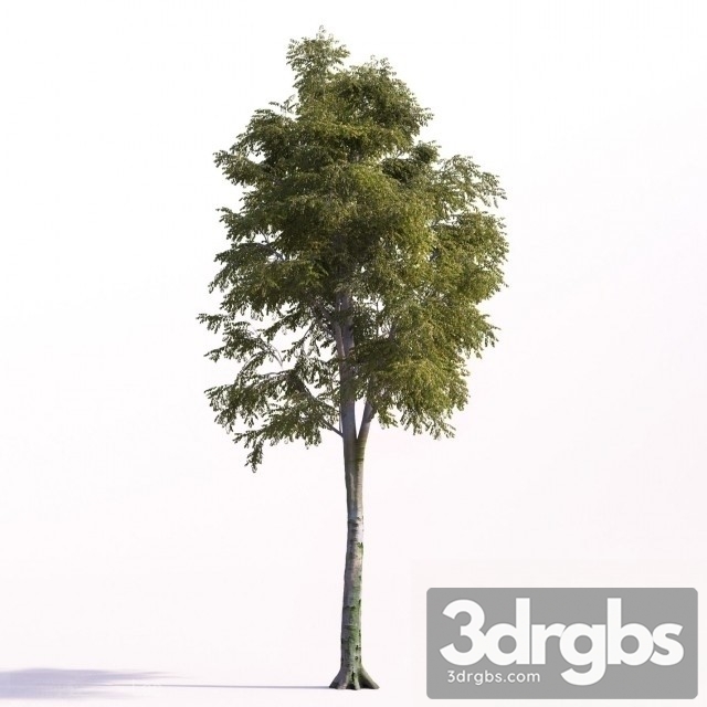 Beech Tall 3dsmax Download - thumbnail 1