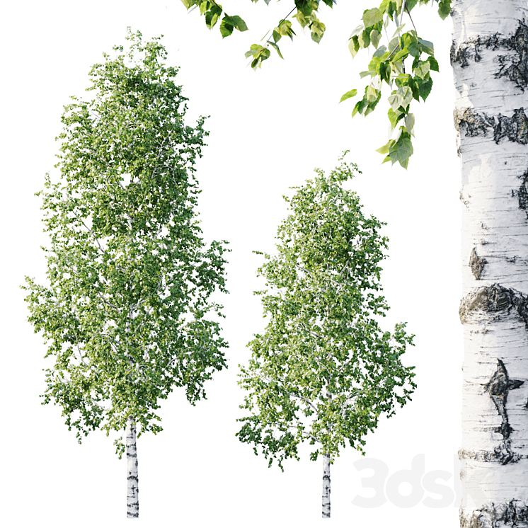 Betula 11.5m – 8.5m 3DS Max - thumbnail 1