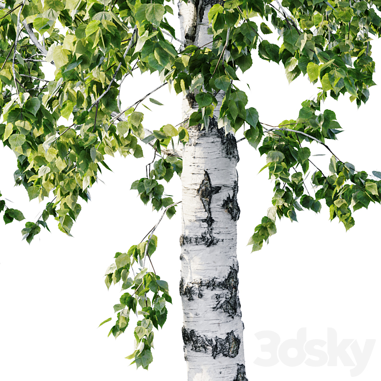 Betula 11.5m – 8.5m 3DS Max - thumbnail 2