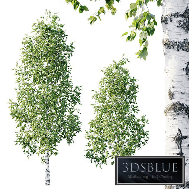 Betula 11.5m – 8.5m 3DS Max - thumbnail 3