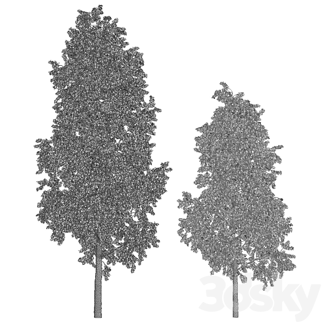 Betula 11.5m – 8.5m 3DSMax File - thumbnail 5