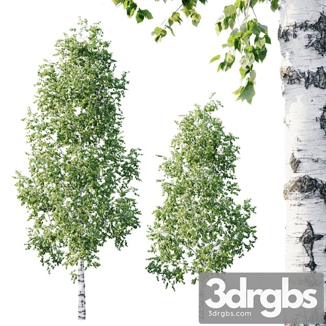 Betula 11.5m – 8.5m - thumbnail 1