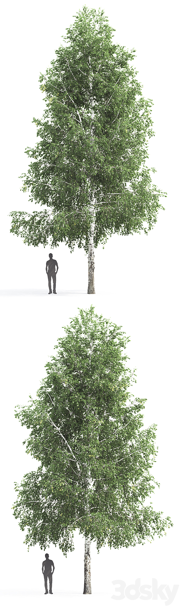 Betula # 3 (12.8m) 3DS Max Model - thumbnail 2