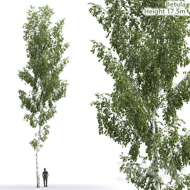 Betula 3DSMax File - thumbnail 1