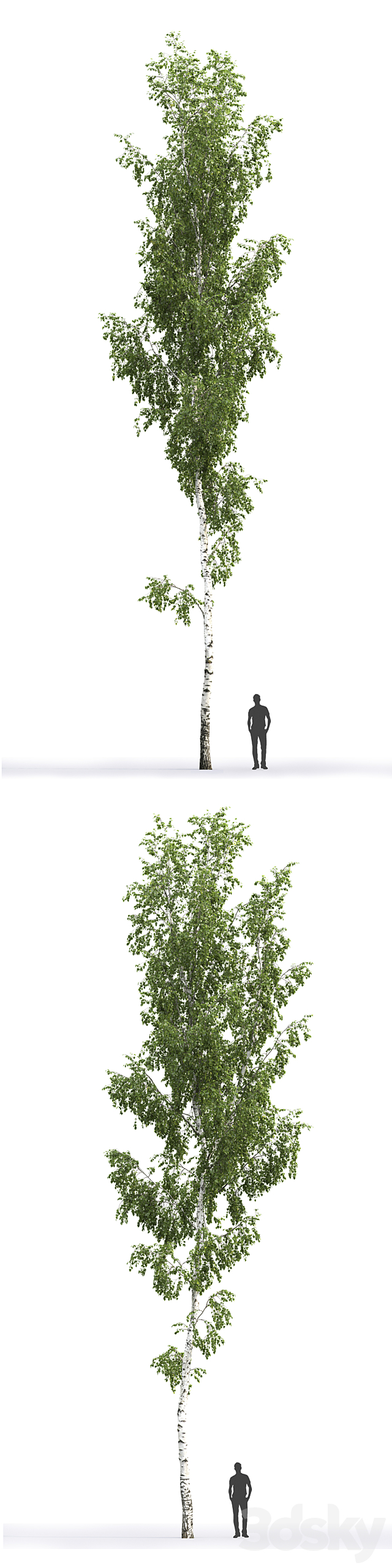 Betula 3DSMax File - thumbnail 2