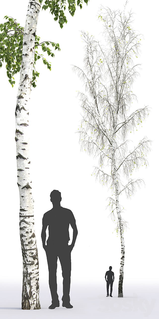 Betula 3DSMax File - thumbnail 3