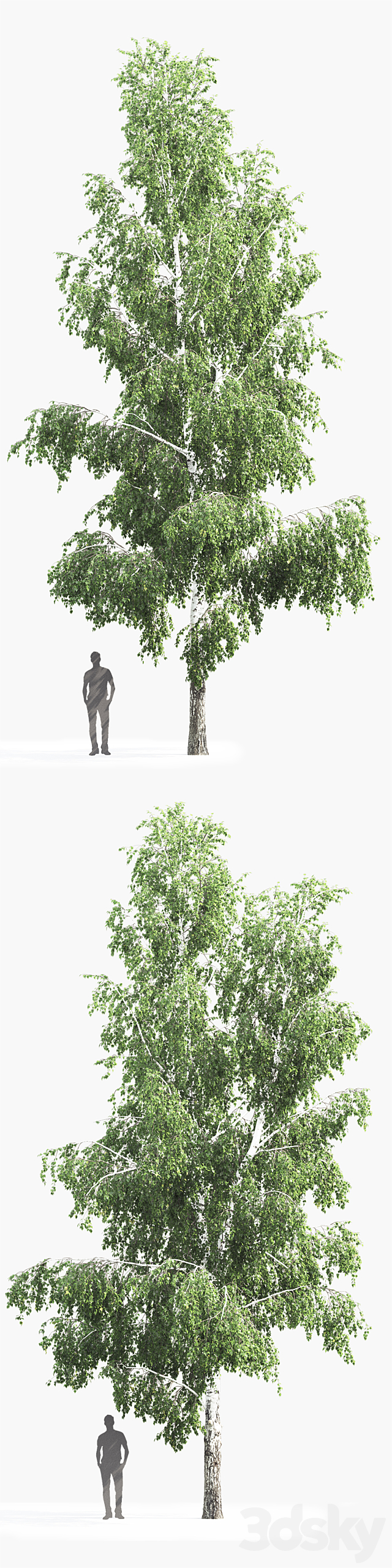 Betula # 4 (12.6m) 3DS Max Model - thumbnail 2