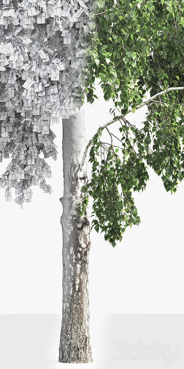 Betula # 4 (12.6m) 3DS Max Model - thumbnail 3