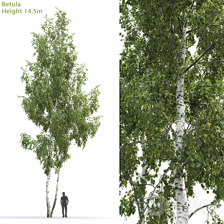 Betula # 6 (14.5m) 3DS Max - thumbnail 1