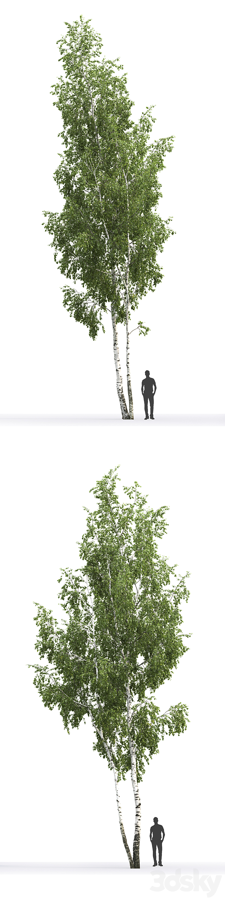 Betula # 6 (14.5m) 3DS Max - thumbnail 2