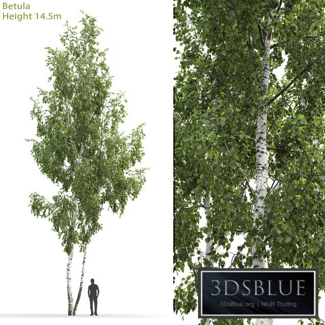 Betula # 6 (14.5m) 3DS Max - thumbnail 3