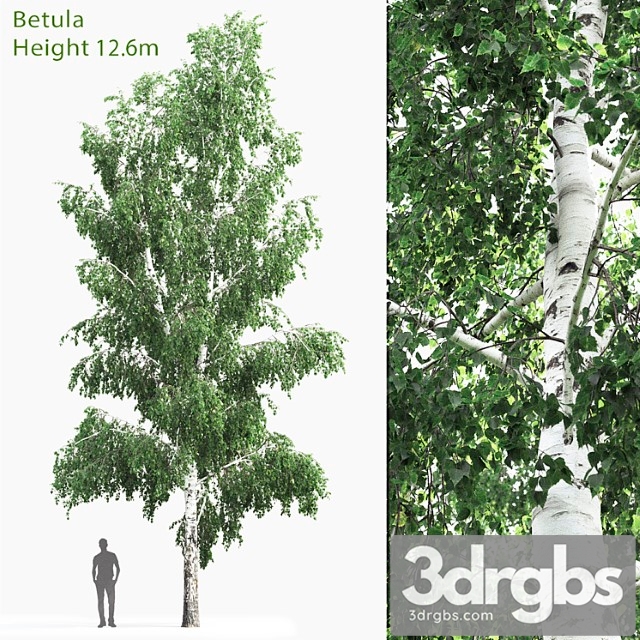 Betula _1 - thumbnail 1