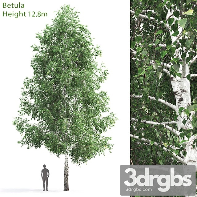 Betula - thumbnail 1