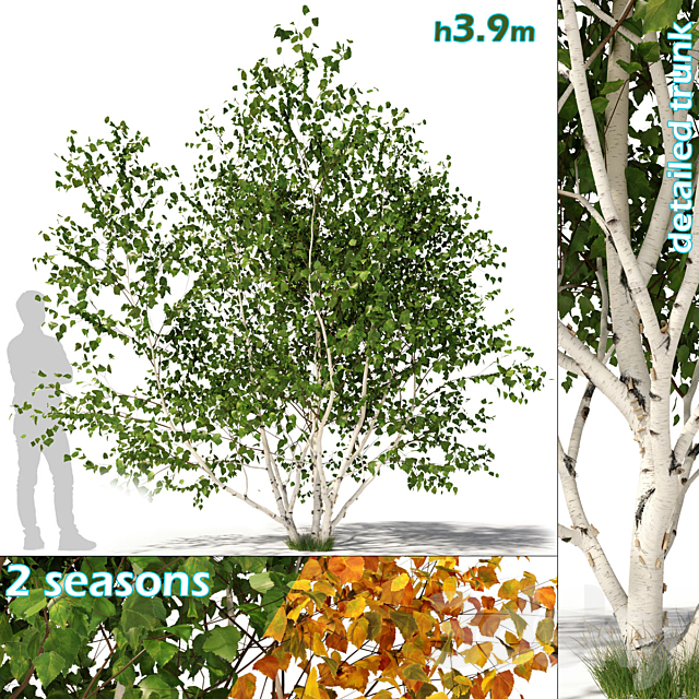 Betula pendula multi stem V01 3ds Max - thumbnail 1