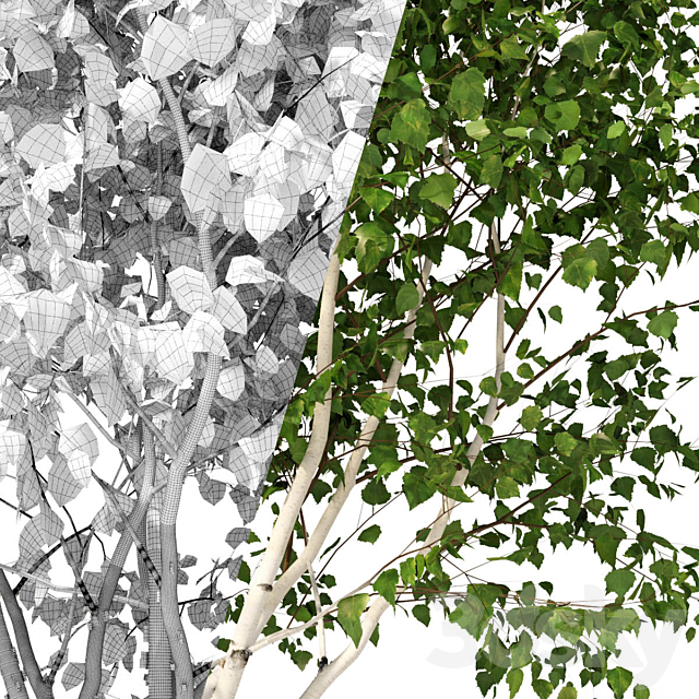 Betula pendula multi stem V01 3ds Max - thumbnail 3