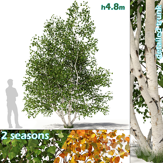 Betula pendula multi stem V02 3ds Max - thumbnail 1