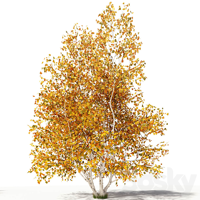 Betula pendula multi stem V02 3ds Max - thumbnail 2