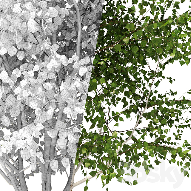 Betula pendula multi stem V02 3ds Max - thumbnail 3