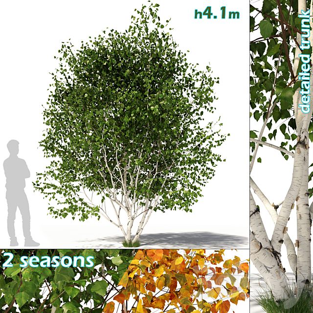 Betula pendula multi stem V03 3DSMax File - thumbnail 1