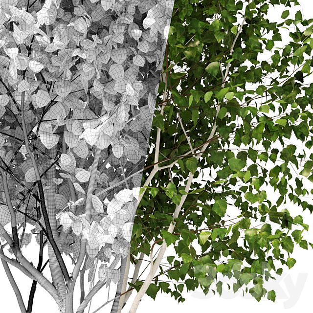 Betula pendula multi stem V03 3DSMax File - thumbnail 3