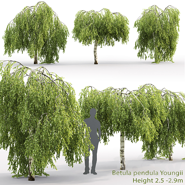 Betula pendula Youngii # 2 (2.5-2.9m) 3ds Max - thumbnail 1