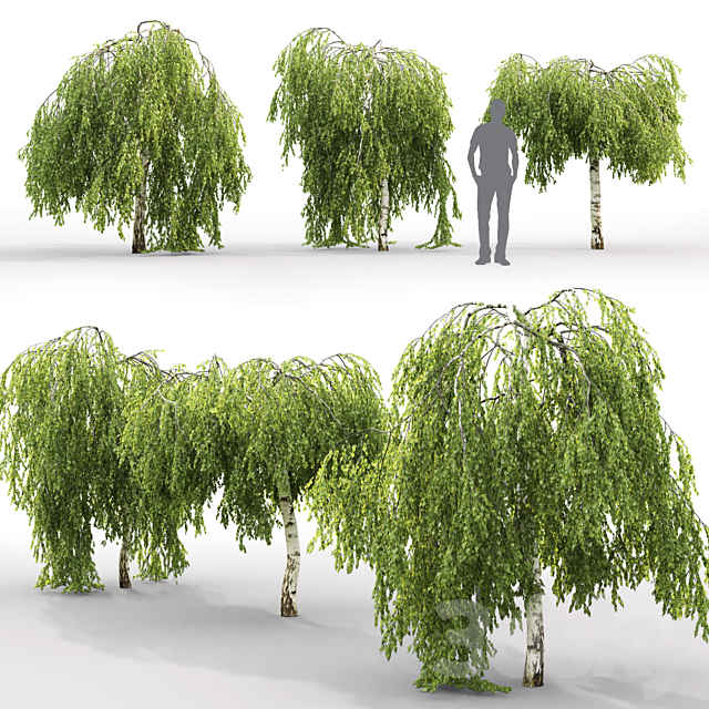 Betula pendula Youngii # 2 (2.5-2.9m) 3ds Max - thumbnail 2