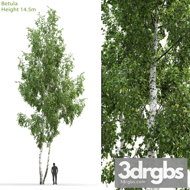 Betula Tree 3dsmax Download - thumbnail 1