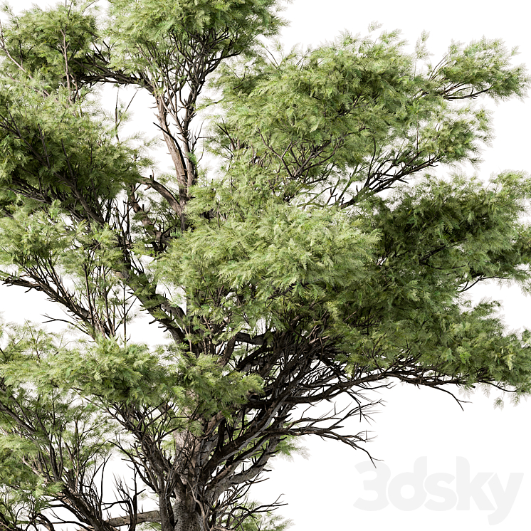 Big Maple Tree – Set 148 3DS Max - thumbnail 2