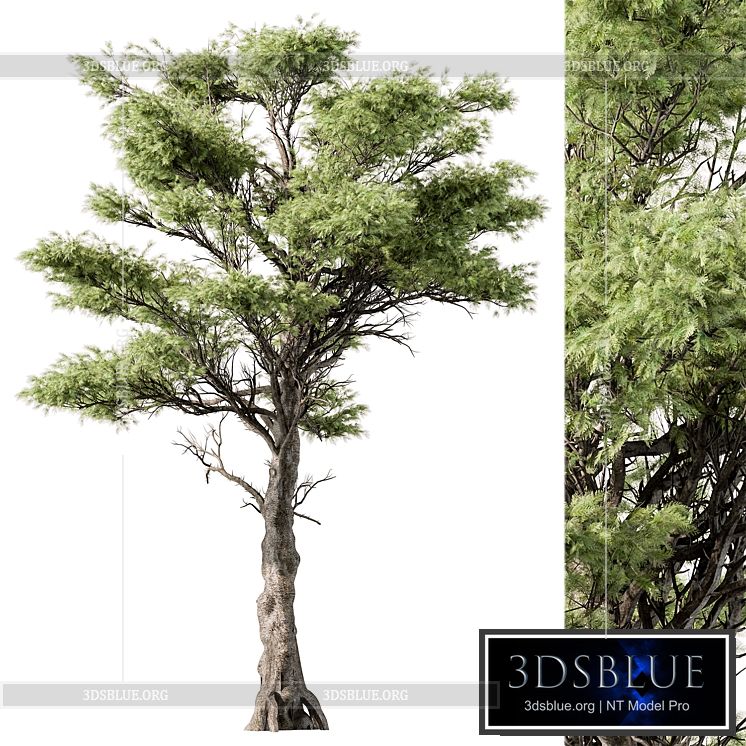 Big Maple Tree – Set 148 3DS Max - thumbnail 3