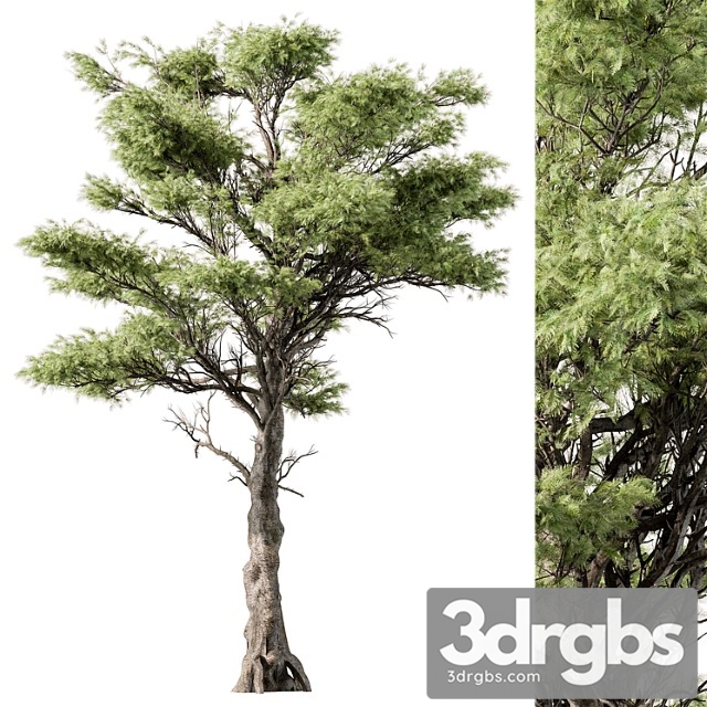 Big Maple Tree Set 148 3dsmax Download - thumbnail 1